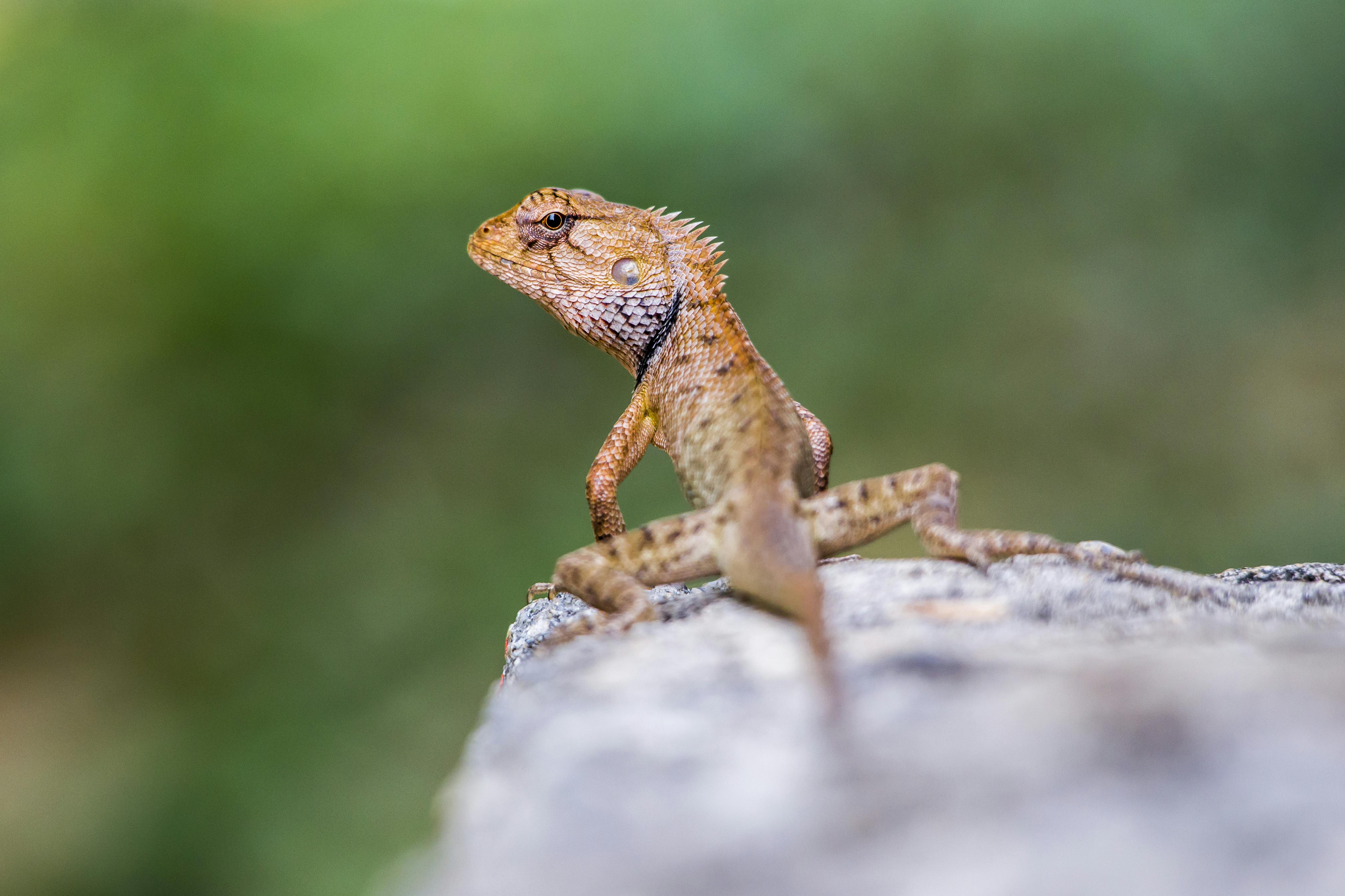 lizard on gray rock