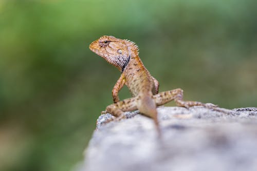 Lizard Back Photos, Download The BEST Free Lizard Back Stock Photos ...