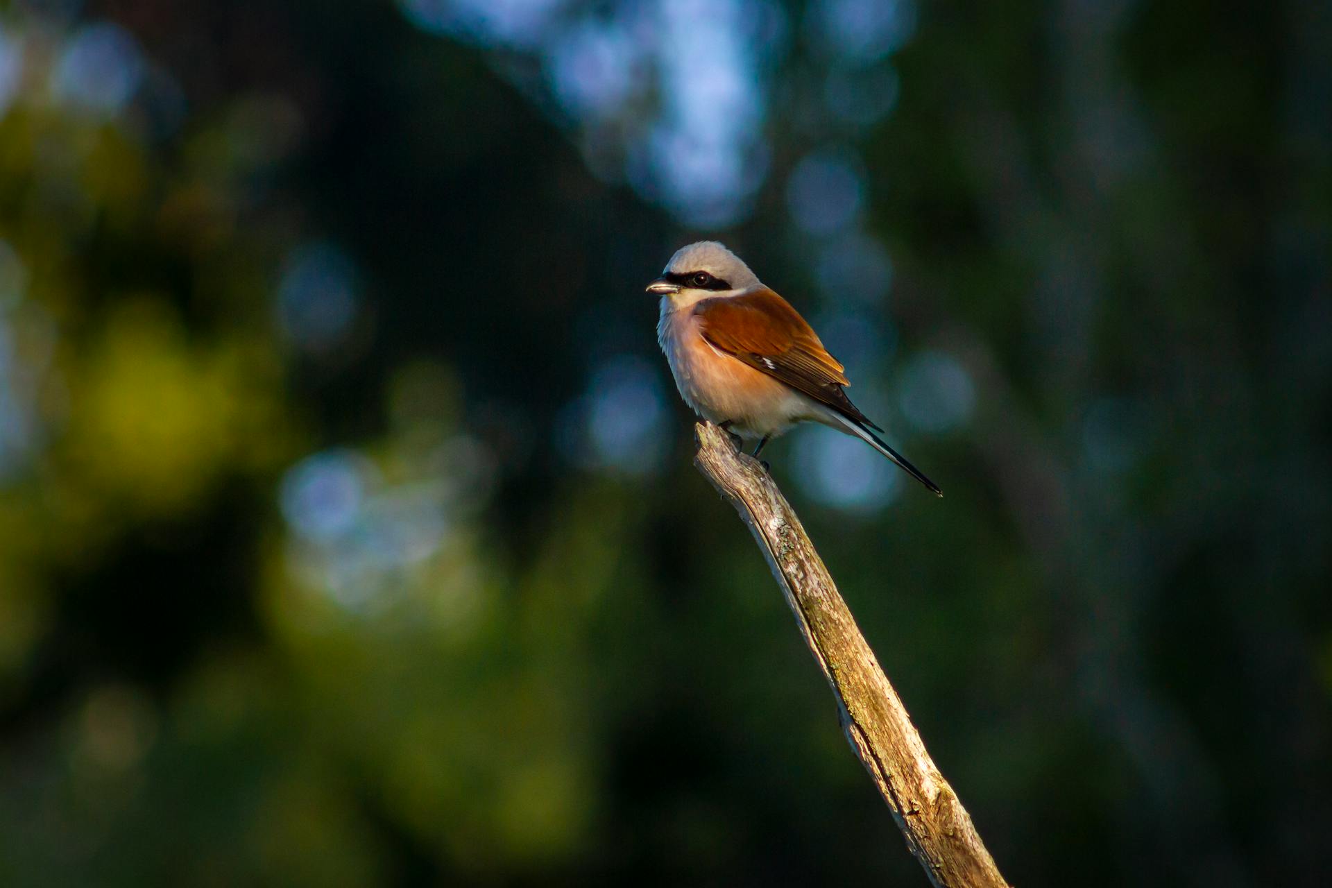 Close-up of a Red-backed Shrike perched on a branch in an Estonian forest.