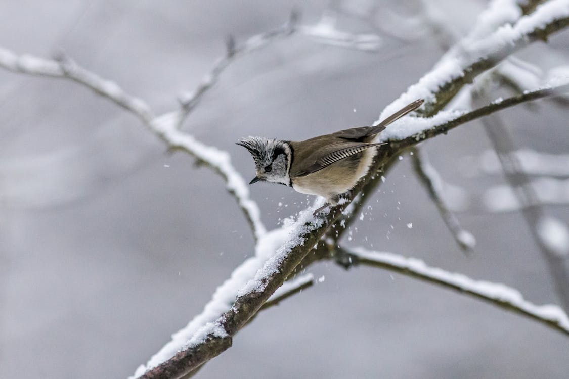 Free Brown and White Bird on Tree Branch Covered With Snow Stock Photo