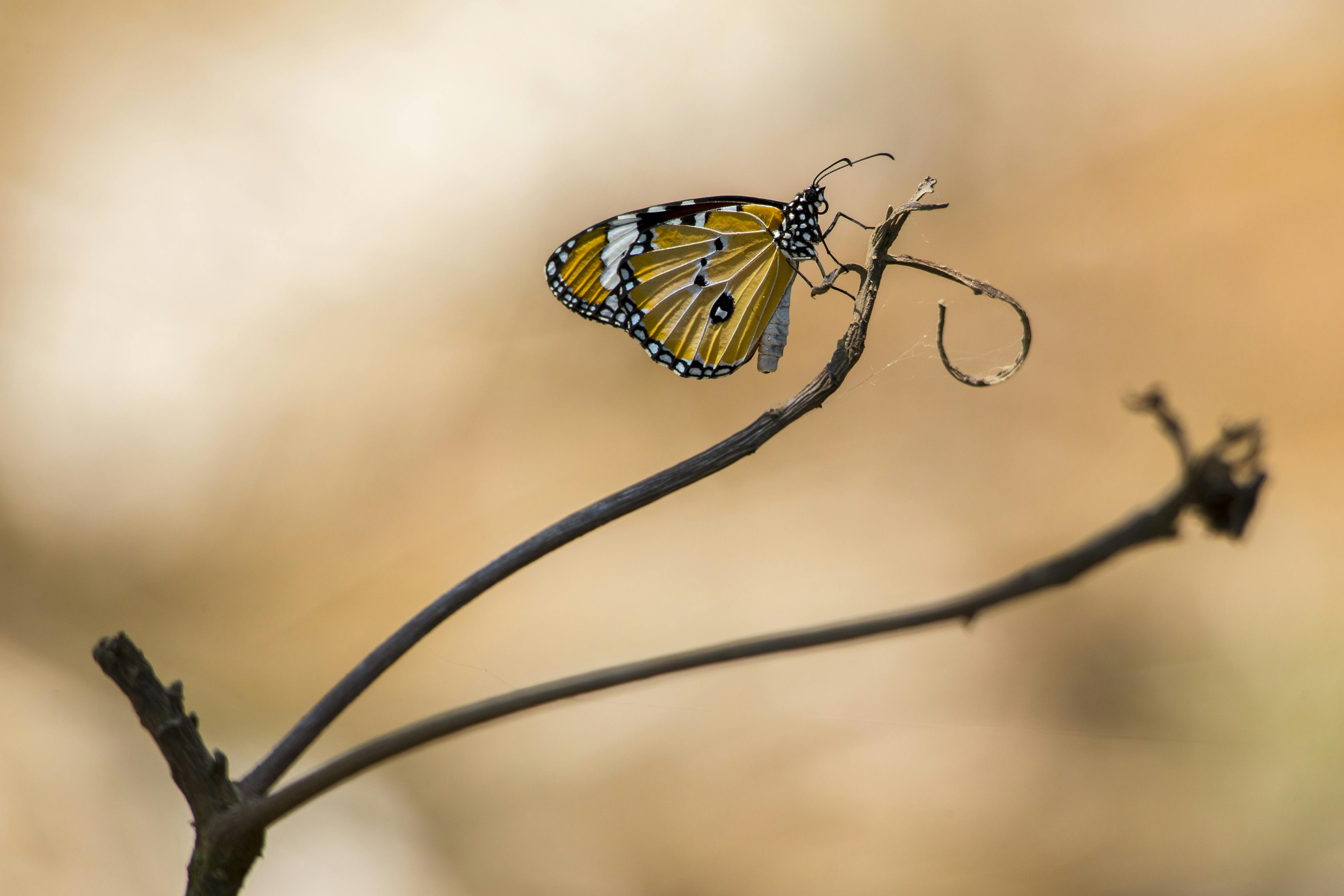 Yellow And Black Butterfly On Brown Stem · Free Stock Photo
