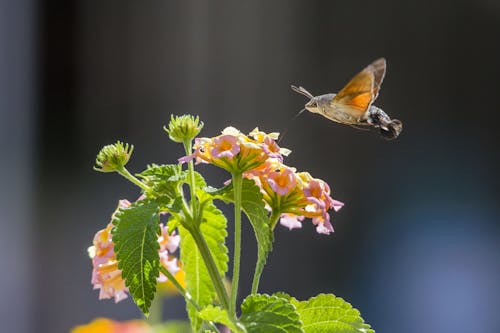A Photo of Hummingbird Flying 