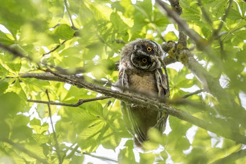 Ücretsiz Ağaç Dalı üzerinde Kahverengi Baykuş Stok Fotoğraflar