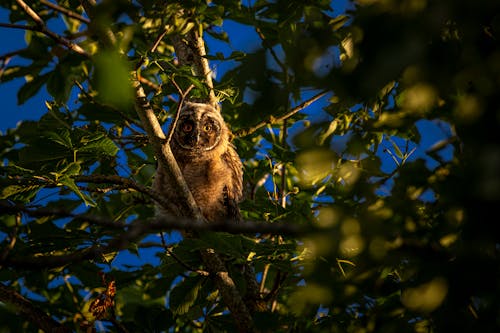 Brown Owl on Tree Branch