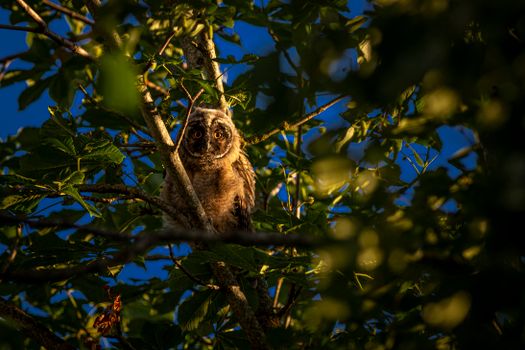 Brown Owl on Tree Branch