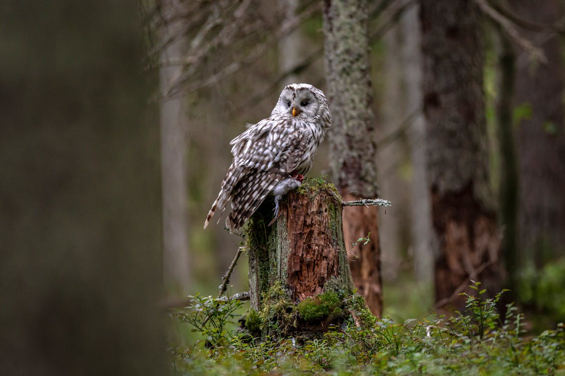 White and Black Owl on Brown Tree Branch