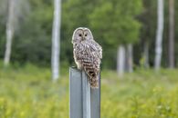 Brown Owl Perched on Gray Post