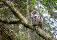 Brown Owl on Tree Branch