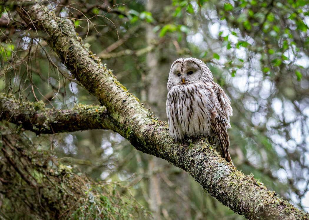 Brown Owl on Tree Branch