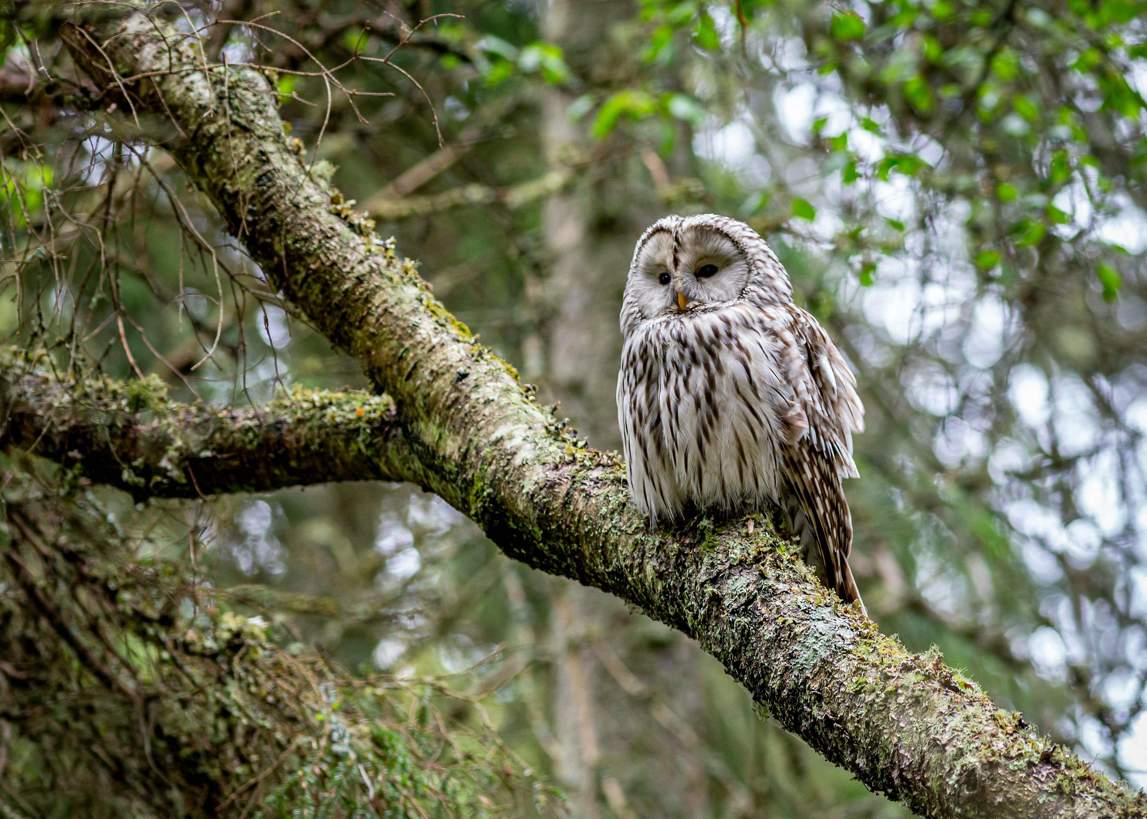 brown-owl-on-tree-branch-free-stock-photo