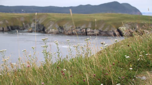 Free stock photo of newfoundland