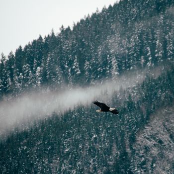 在奇利瓦克的不列颠哥伦比亚省，秃鹰在雪山背景下飞翔