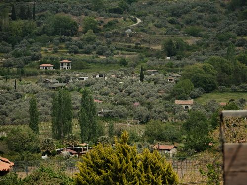 Free Picturesque view of olive groves and homes in a serene countryside setting. Stock Photo