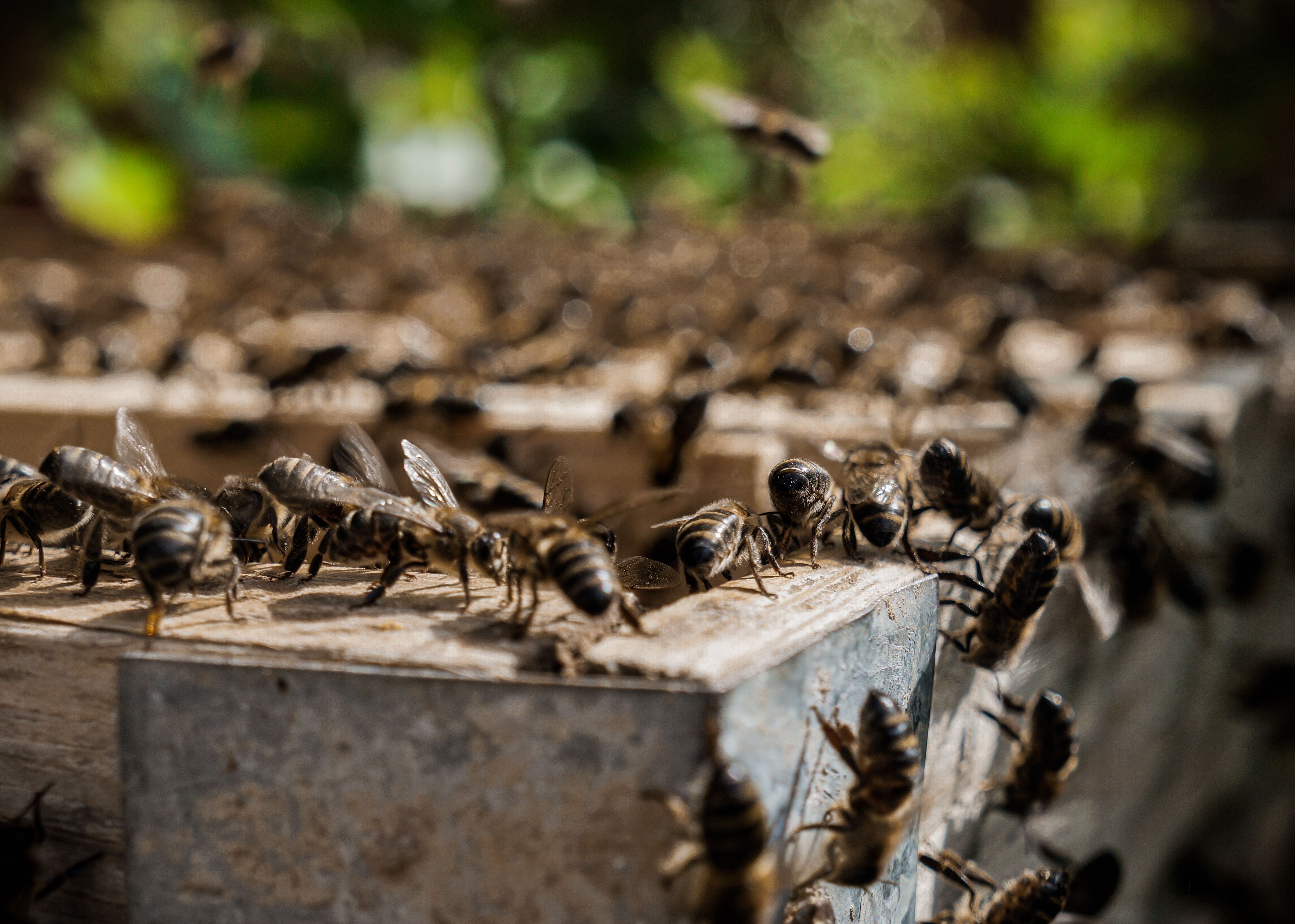 Best Bee's Wrap Products: Top Picks for September