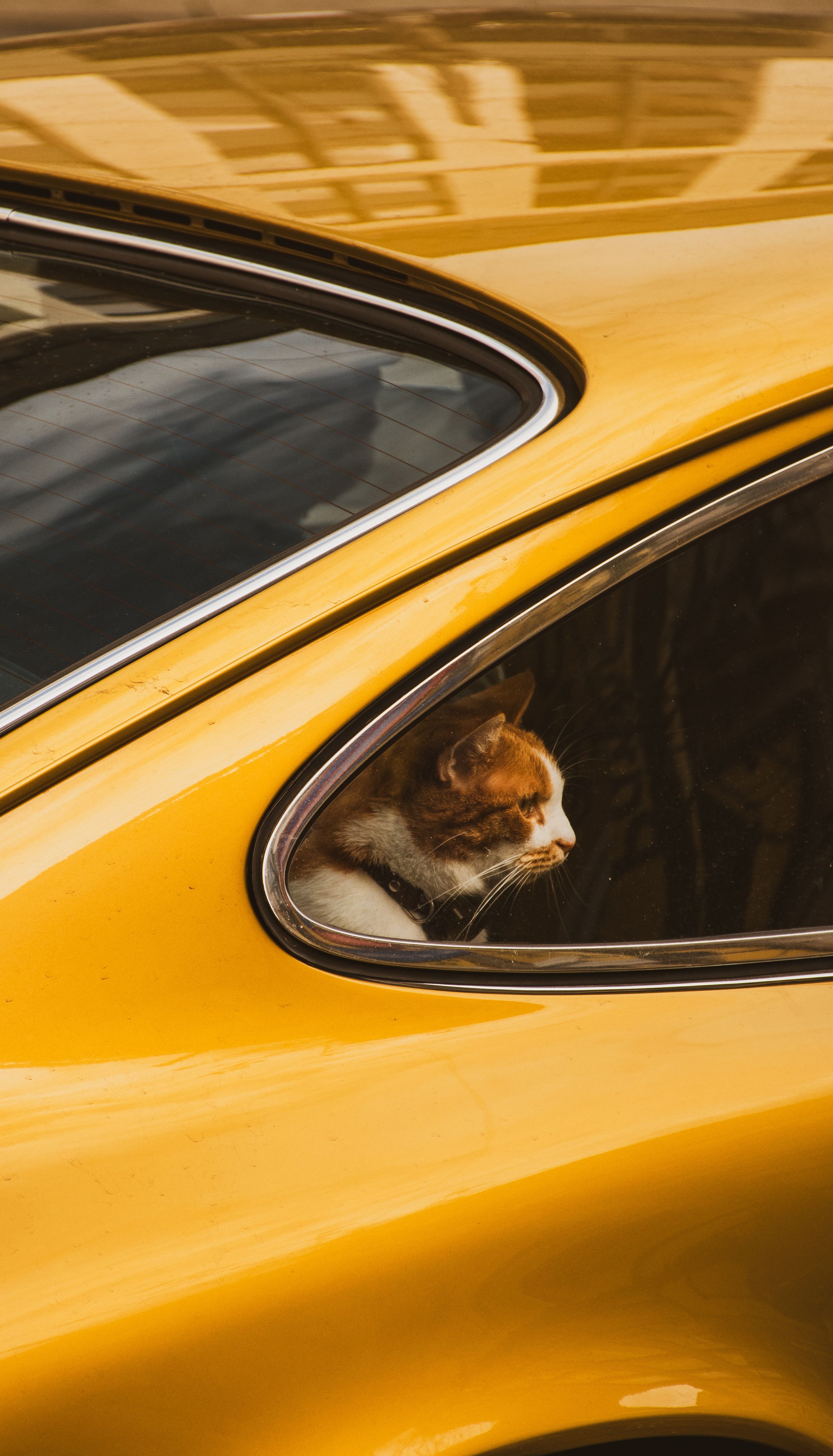 Les meilleures pratiques pour voyager avec un chat en 2026 : astuces et conseils - illustration