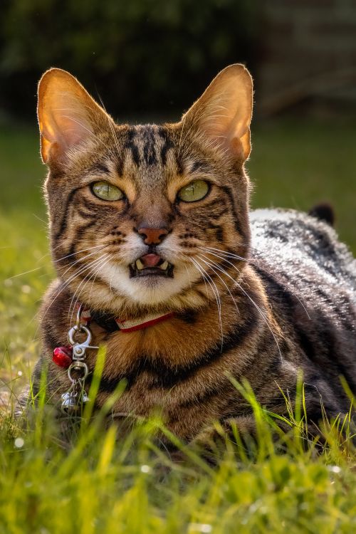 Free Charming close-up portrait of a tabby cat lying in the sun, showcasing its striking eyes. Stock Photo