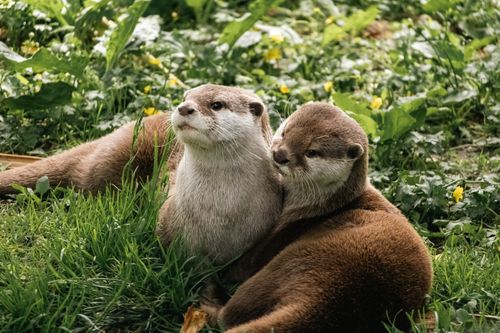 Free Pair of cute otters resting on lush grass, surrounded by greenery in England's natural habitat. Stock Photo