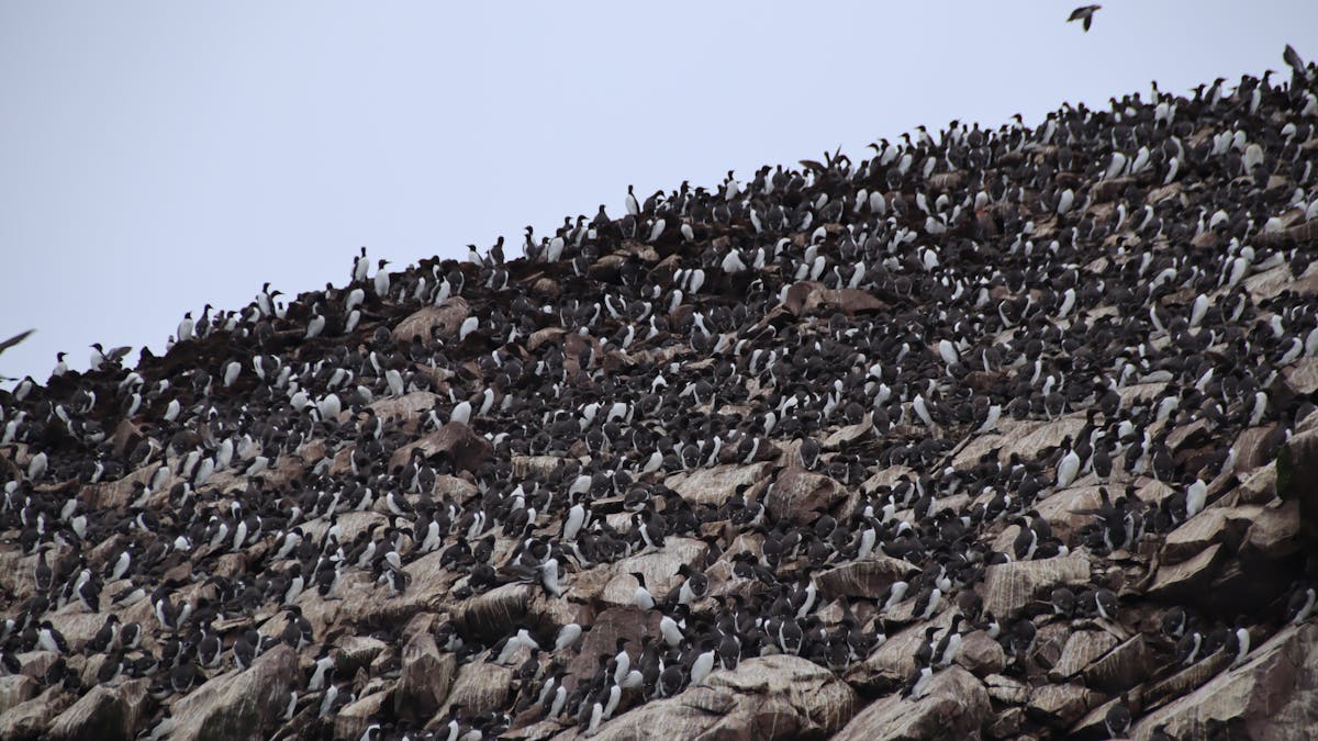 High protein breakfast with eggs, avocado, and vegetables on a plate