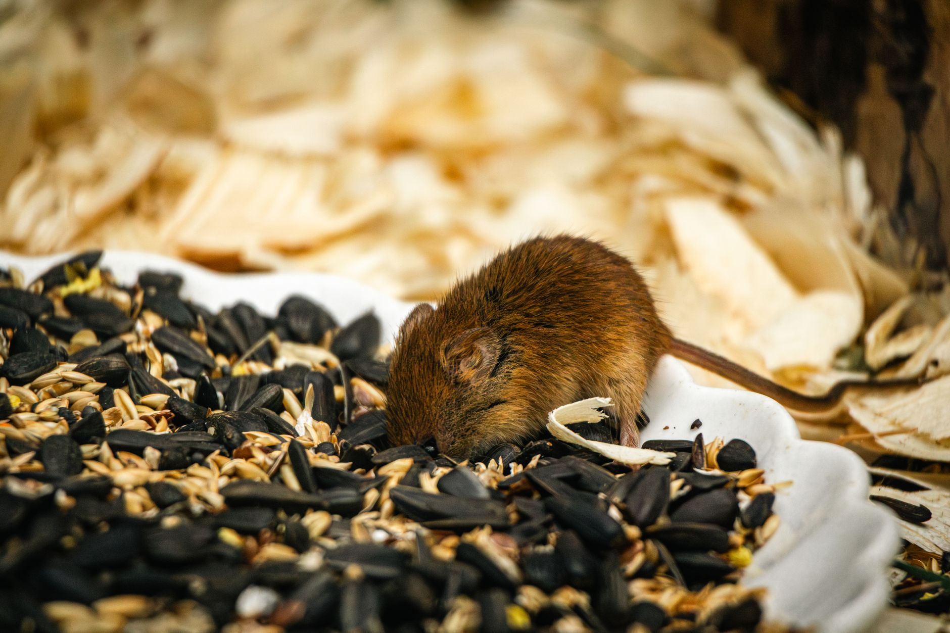 Veterinarian examining a mouse during a checkup