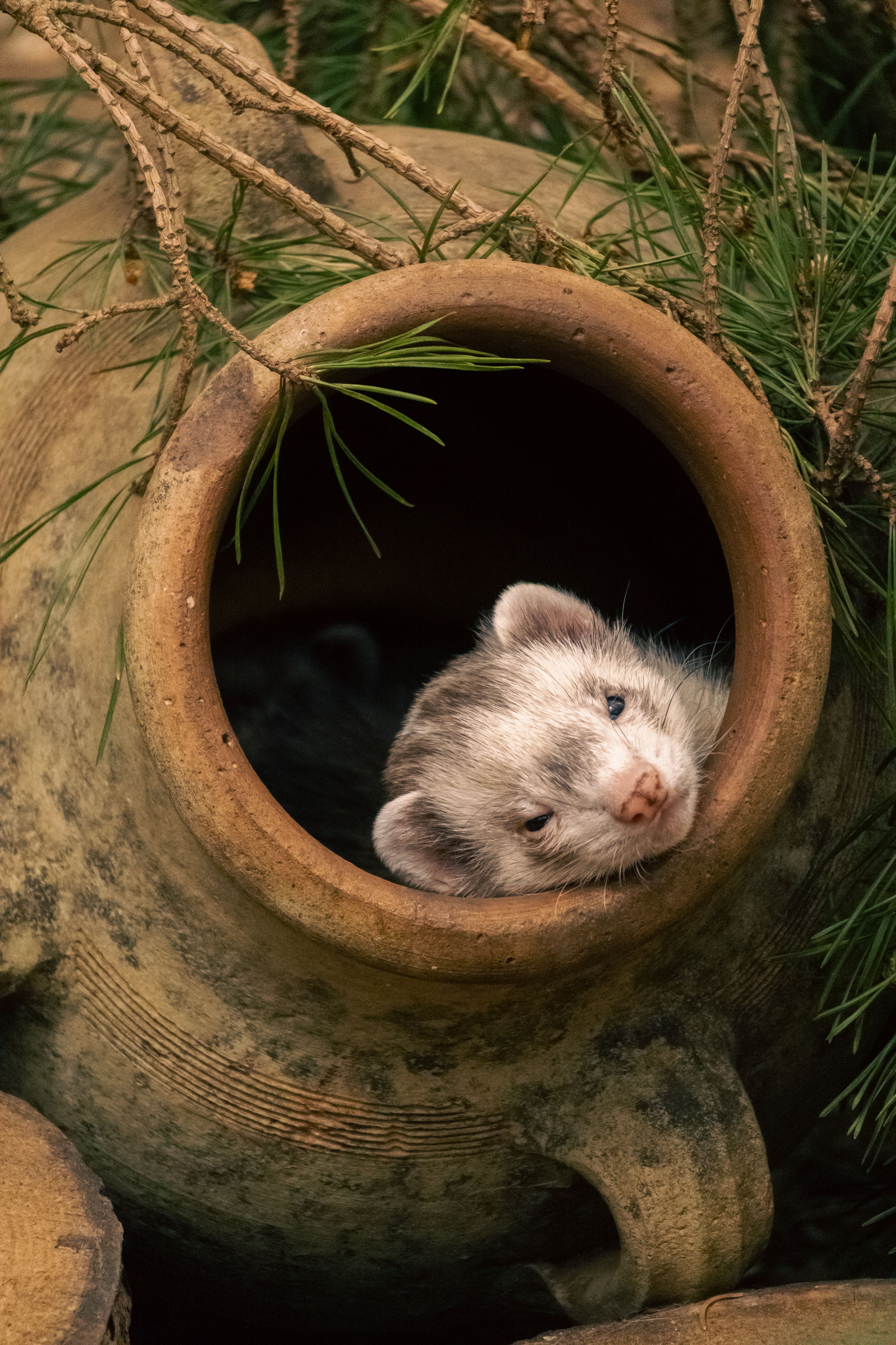 An adorable ferret peeks out from a terracotta pot surrounded by pine branches.