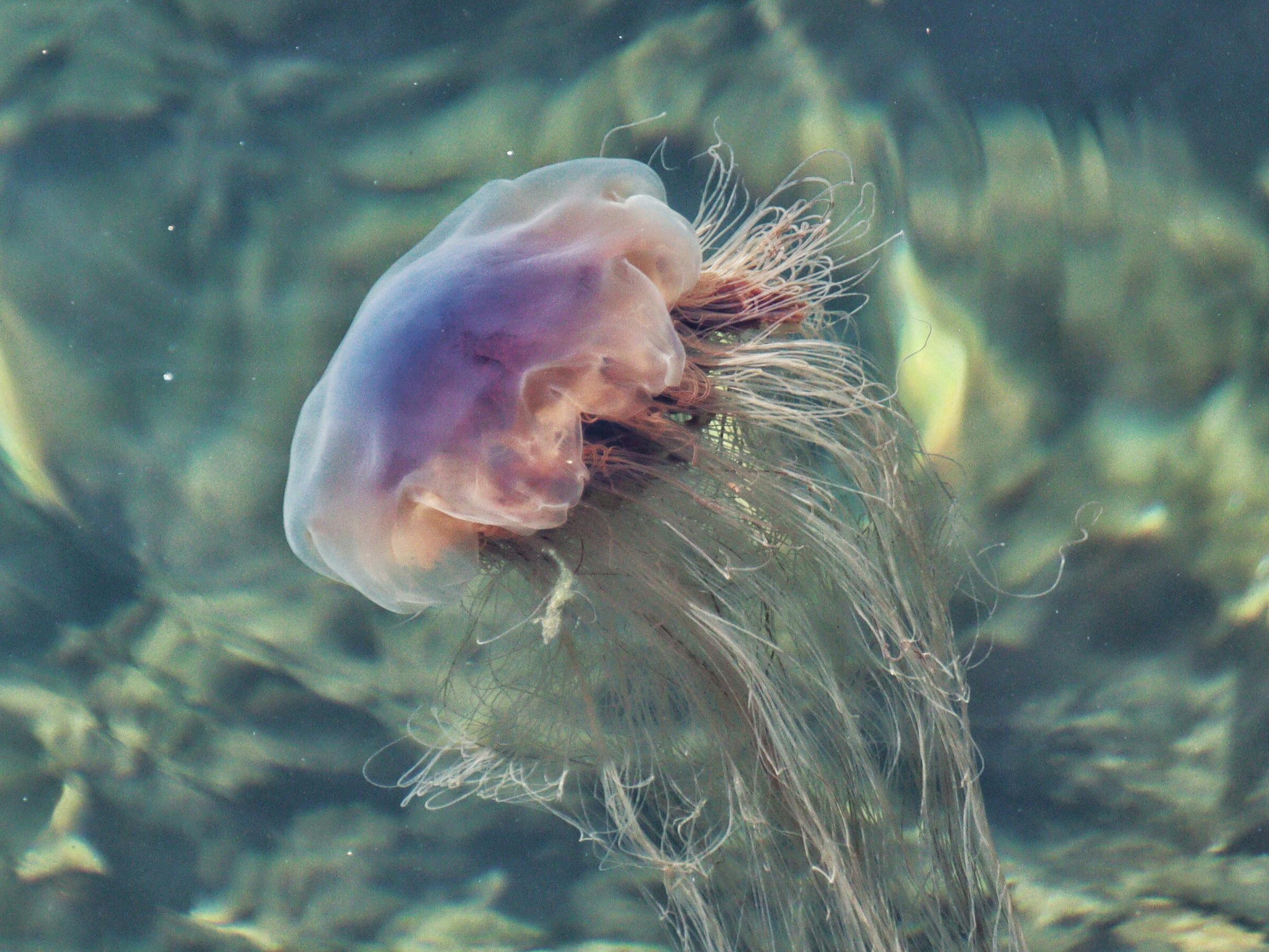 在清澈的水下场景中，一只令人惊叹的水母正优雅地漂浮，展示着它精致的形态
