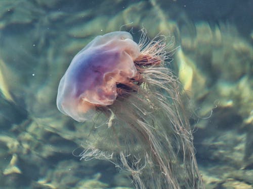 Jellyfish In Water