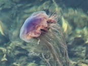 在清澈的水下场景中，一只令人惊叹的水母正优雅地漂浮，展示着它精致的形态