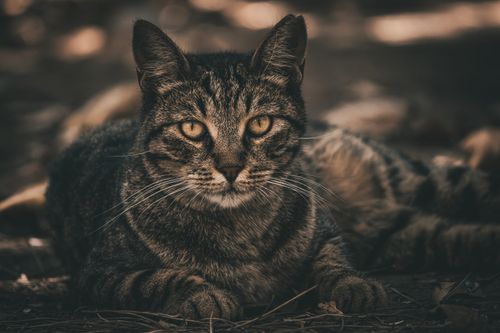 Free A serene tabby cat with striking eyes lounging outside. Captures feline grace. Stock Photo