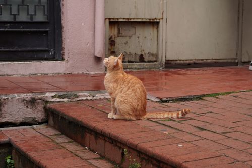Free A ginger cat sitting on wet brick steps beside a rustic door, capturing a calm outdoor scene. Stock Photo