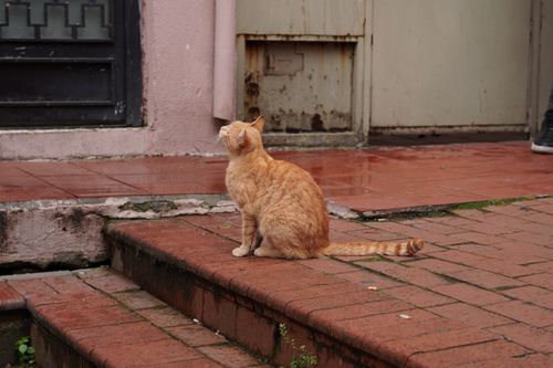 Free A ginger cat gazes upwards while sitting on wet brick steps in an urban area after rain. Stock Photo
