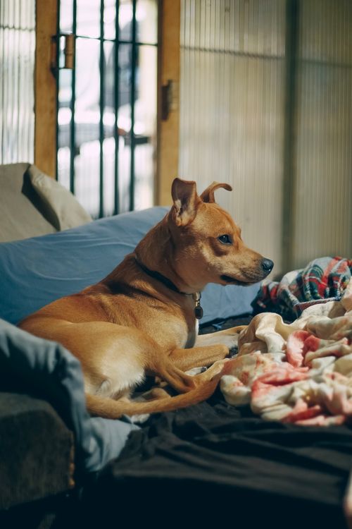 Free A small brown dog lounges on a cozy bed indoors, surrounded by soft blankets. Stock Photo