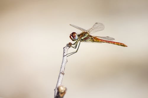 Dragonfly Perched On Brown Stem In Close Up Photography