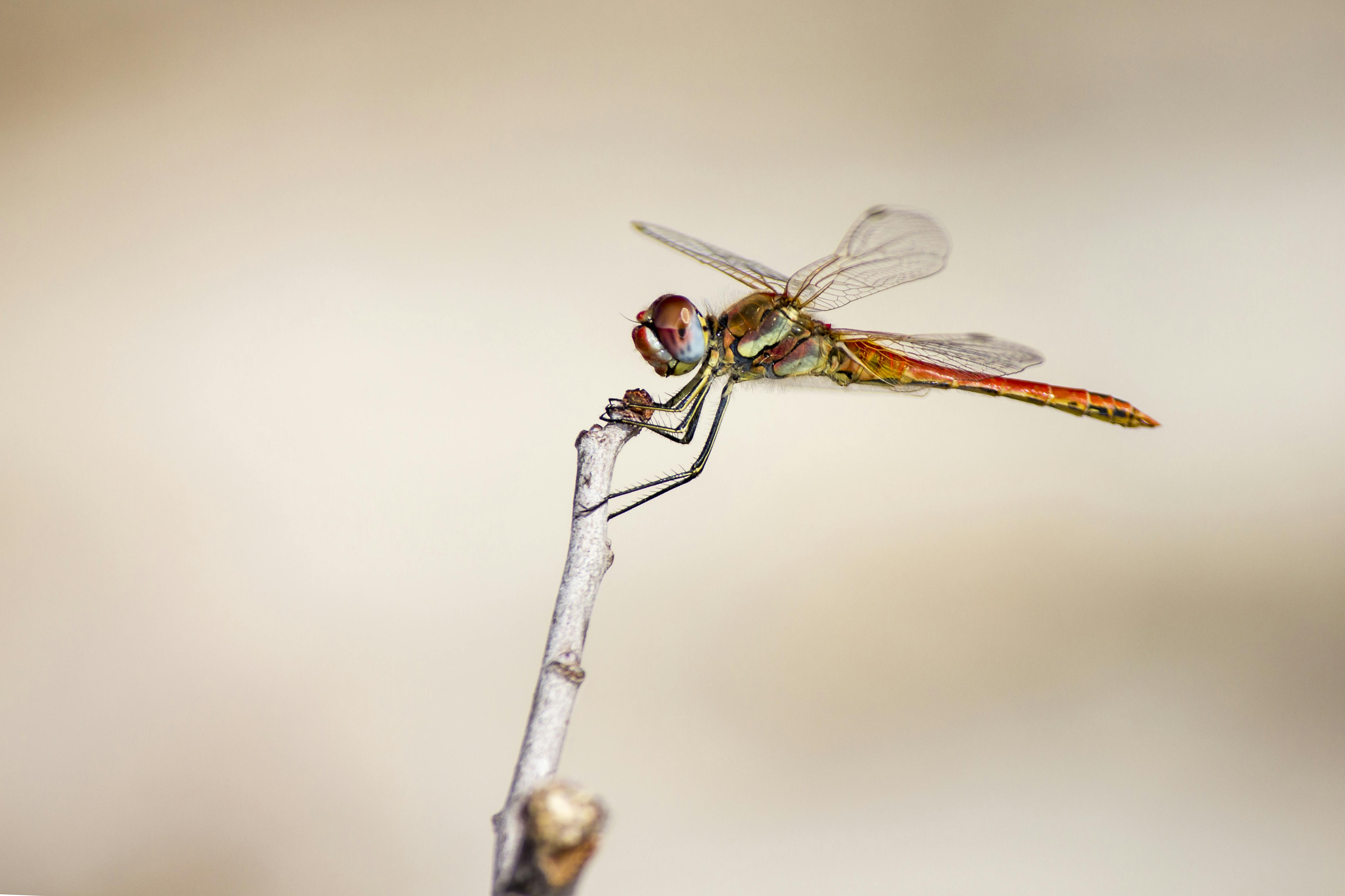 Dragonfly Perched On Brown Stem In Close Up Photography · Free Stock Photo