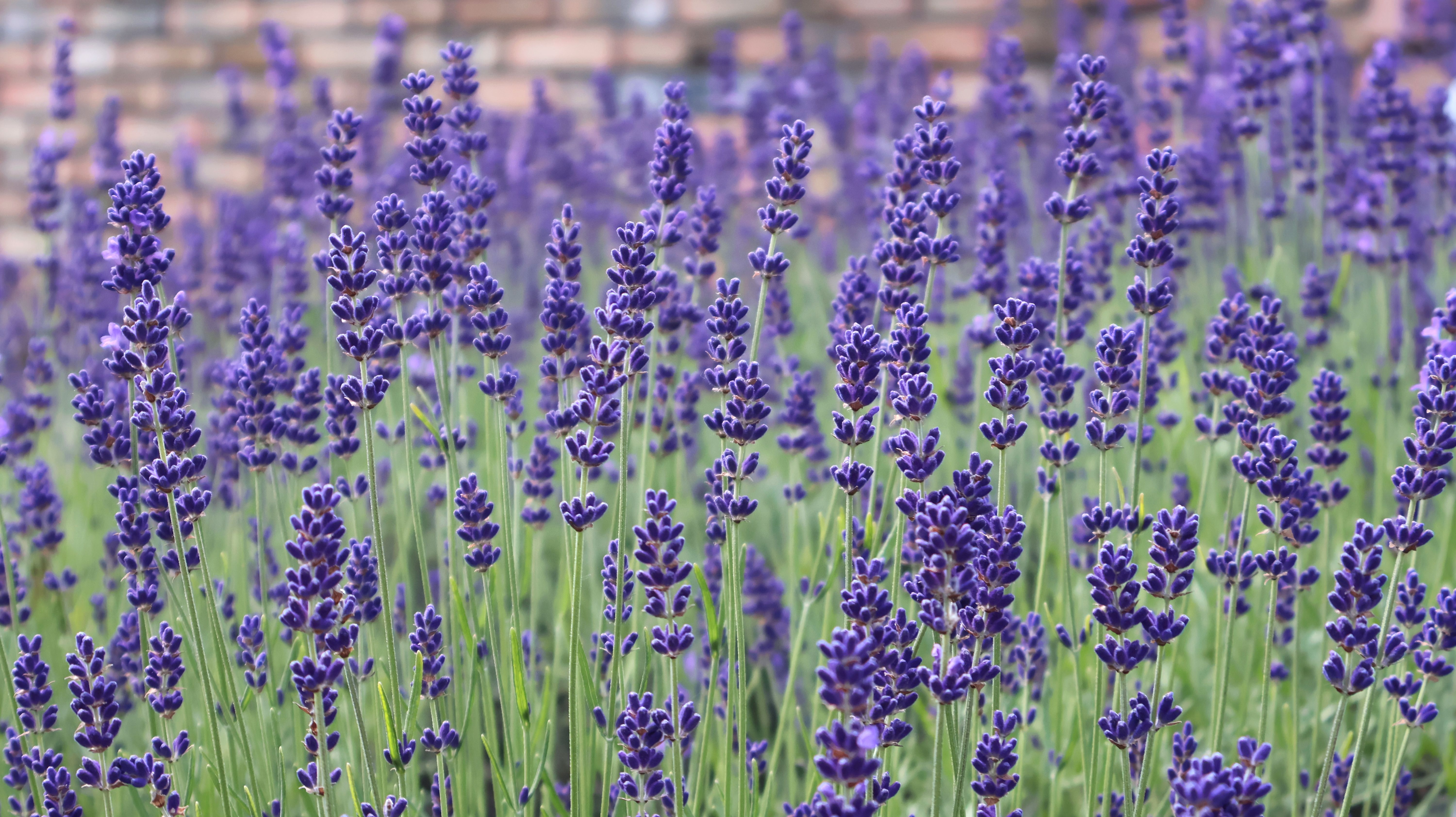 Lavender Field in Bloom with Vibrant Purple Flowers · Free Stock Photo