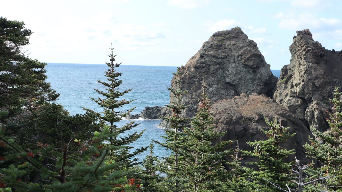 Roasted Brussels sprouts and broccoli on a baking sheet with seasoning