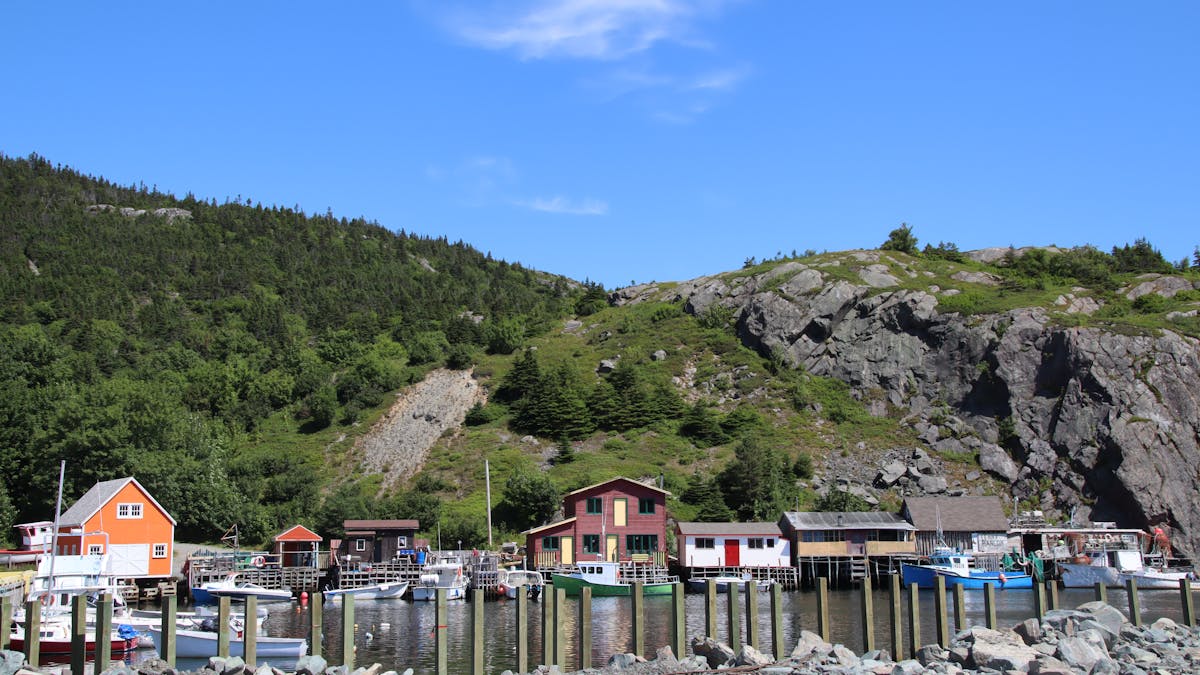 Barista frothing milk with a steam wand