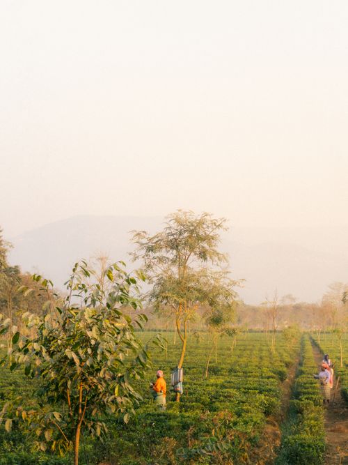 Free Two farmers in a lush tea plantation at sunrise with distant mountains. Stock Photo