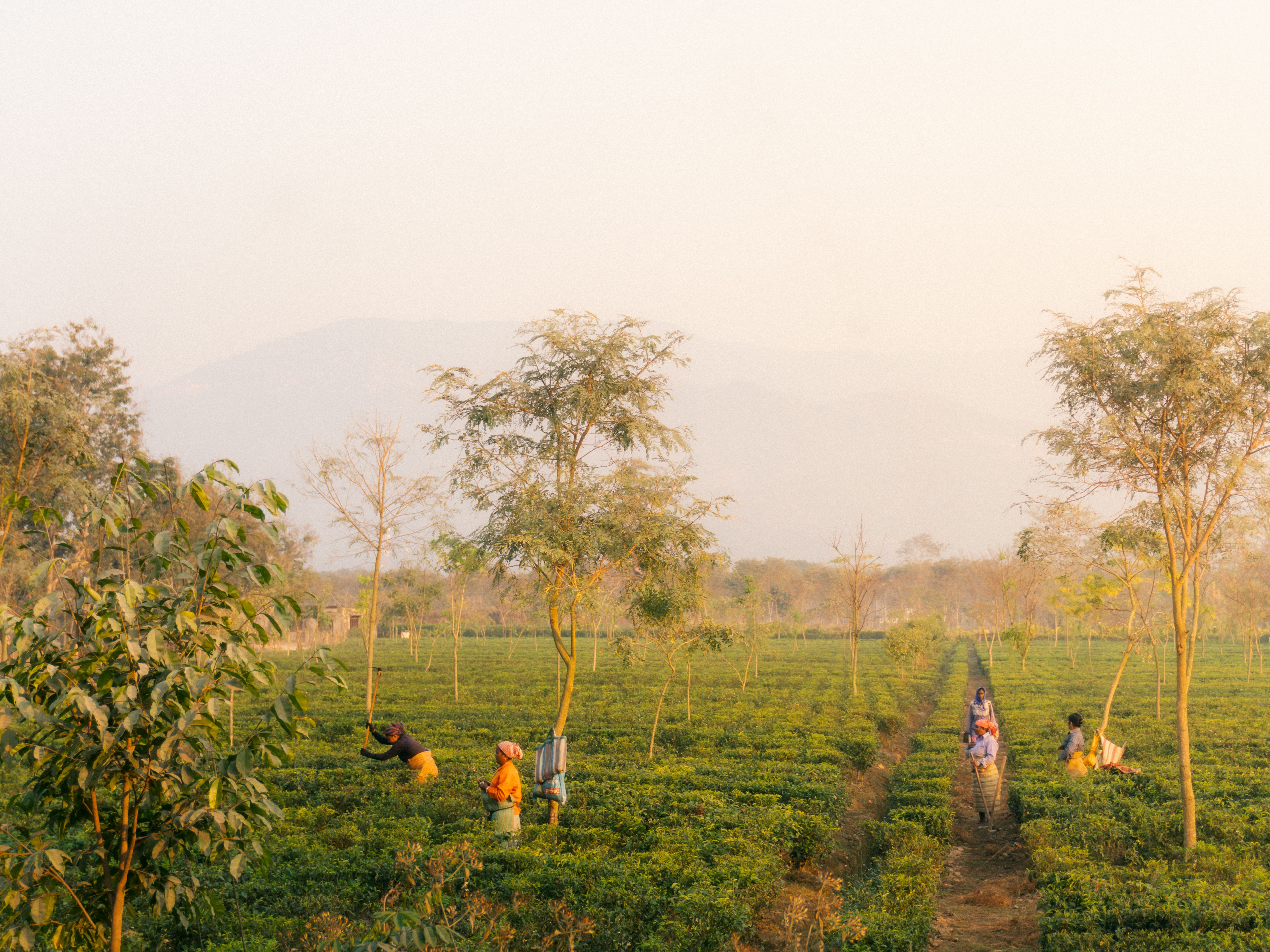 Bagan Time: The One-Hour Clock Assam Has Run for 150 Years