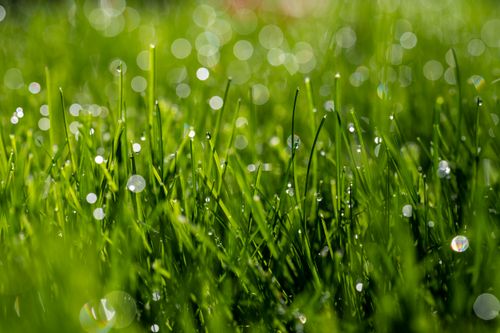 Free Vibrant green grass with dewdrops sparkling in the sunlight, creating a fresh and lively scene. Stock Photo