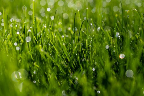 Free Close-up of fresh green grass with dew drops glistening in the sunlight, creating a bokeh effect. Stock Photo