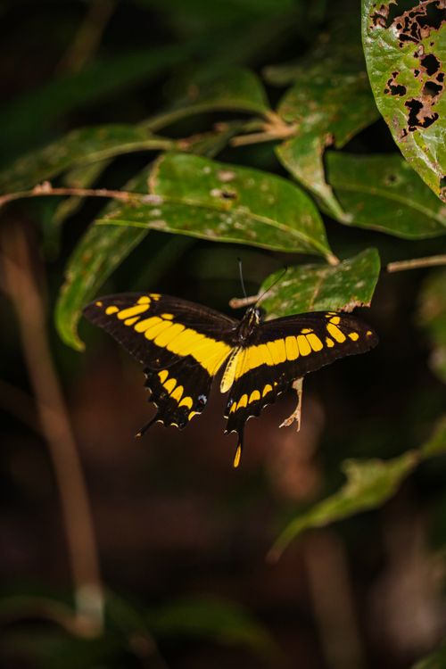 Free A stunning swallowtail butterfly displaying vivid yellow and black colors on lush green leaves in a Brazilian rainforest. Stock Photo