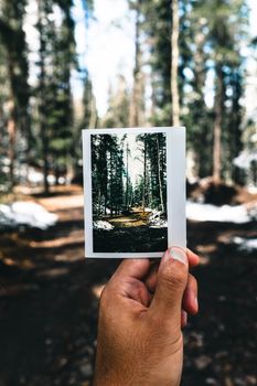 A hand holds a Polaroid capturing a forest path in Kananaskis, Alberta.