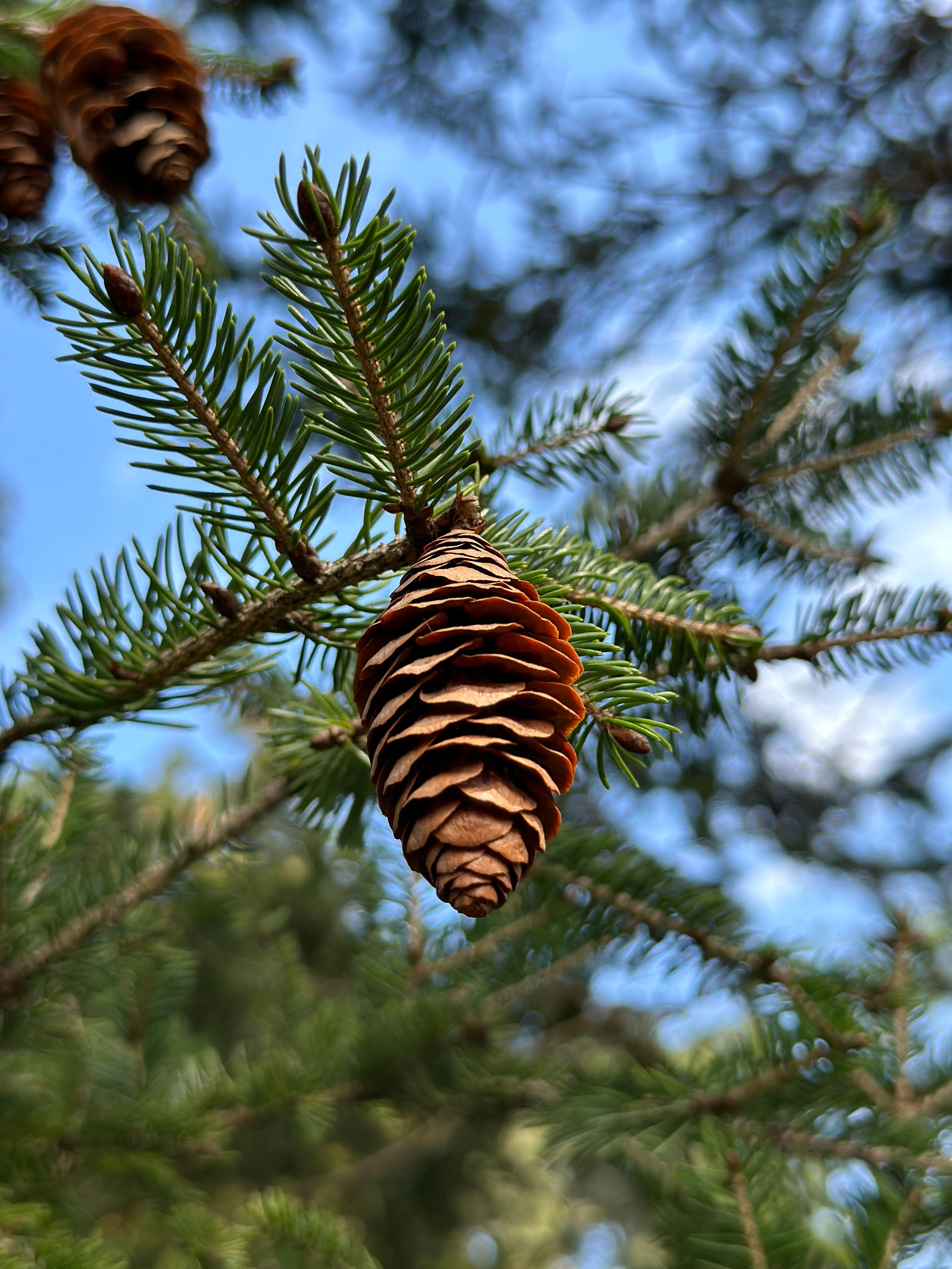 Detailed view of a pine cone hanging from a green evergreen branch against a clear blue sky.