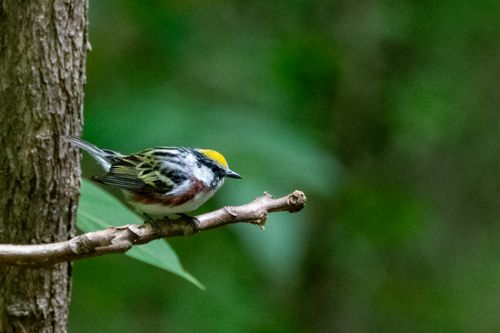 Free A vibrant Chestnut-sided Warbler perched on a tree branch in a lush green forest setting. Stock Photo