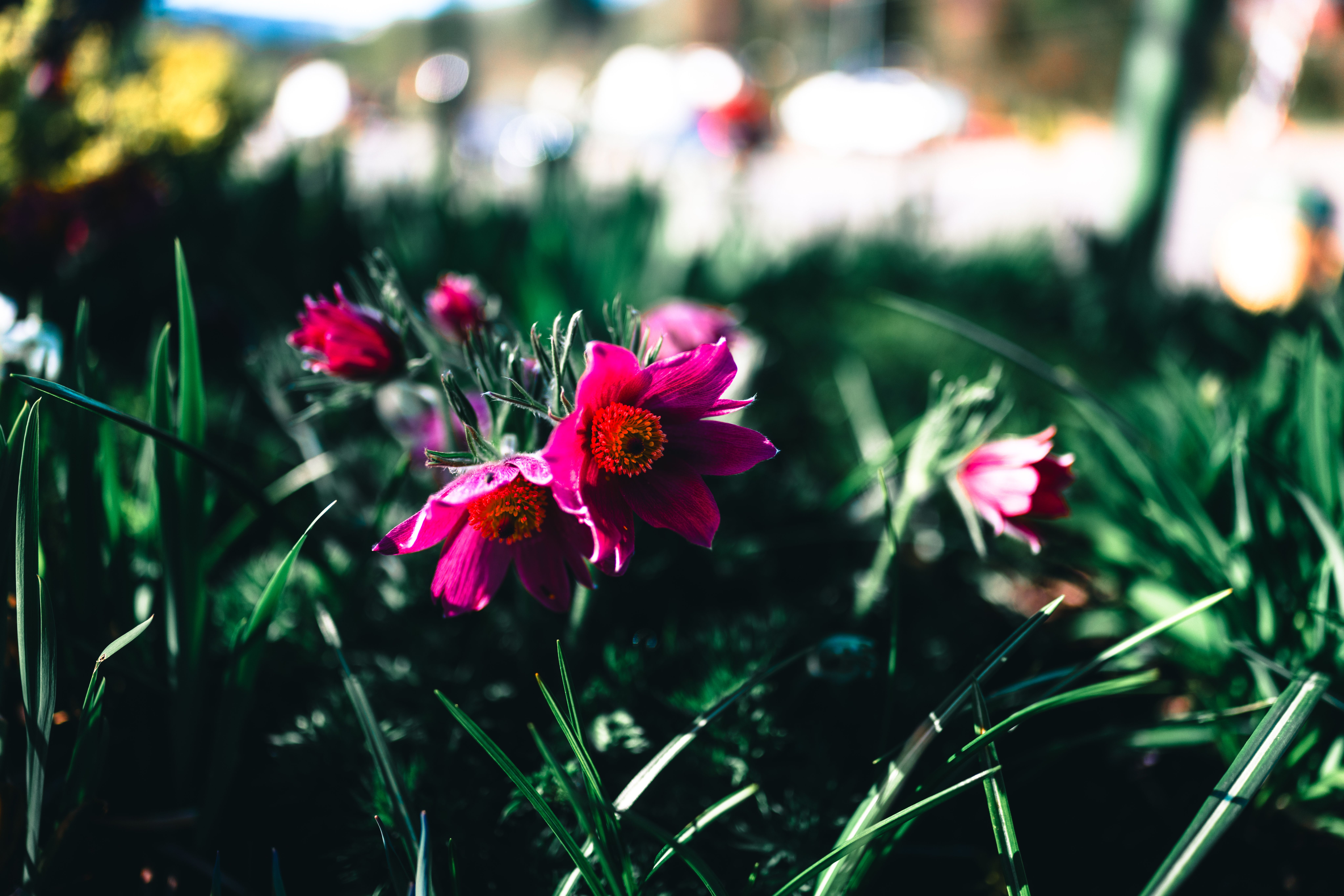 Visual guide explaining Best Flowers To Grow In British Columbia In Summer benefits and considerations