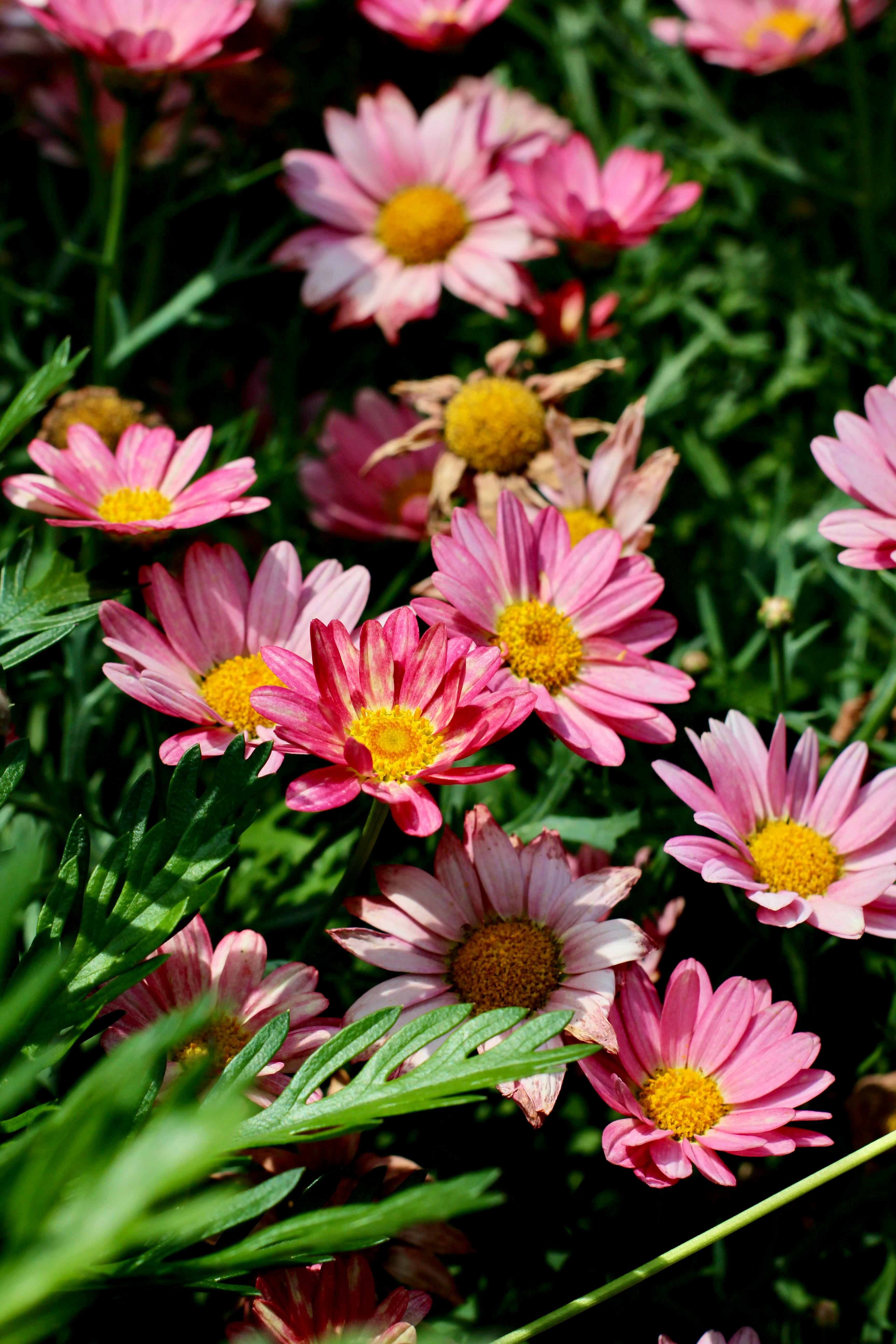[ColoSach]-bright-pink-daisies-bloom-in-a-lush-green-garden-under-sunlight.