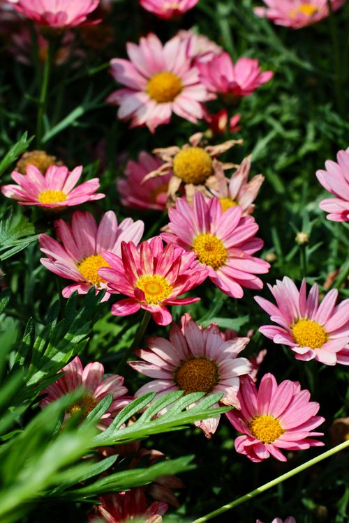 Free Bright pink daisies bloom in a lush green garden under sunlight. Stock Photo