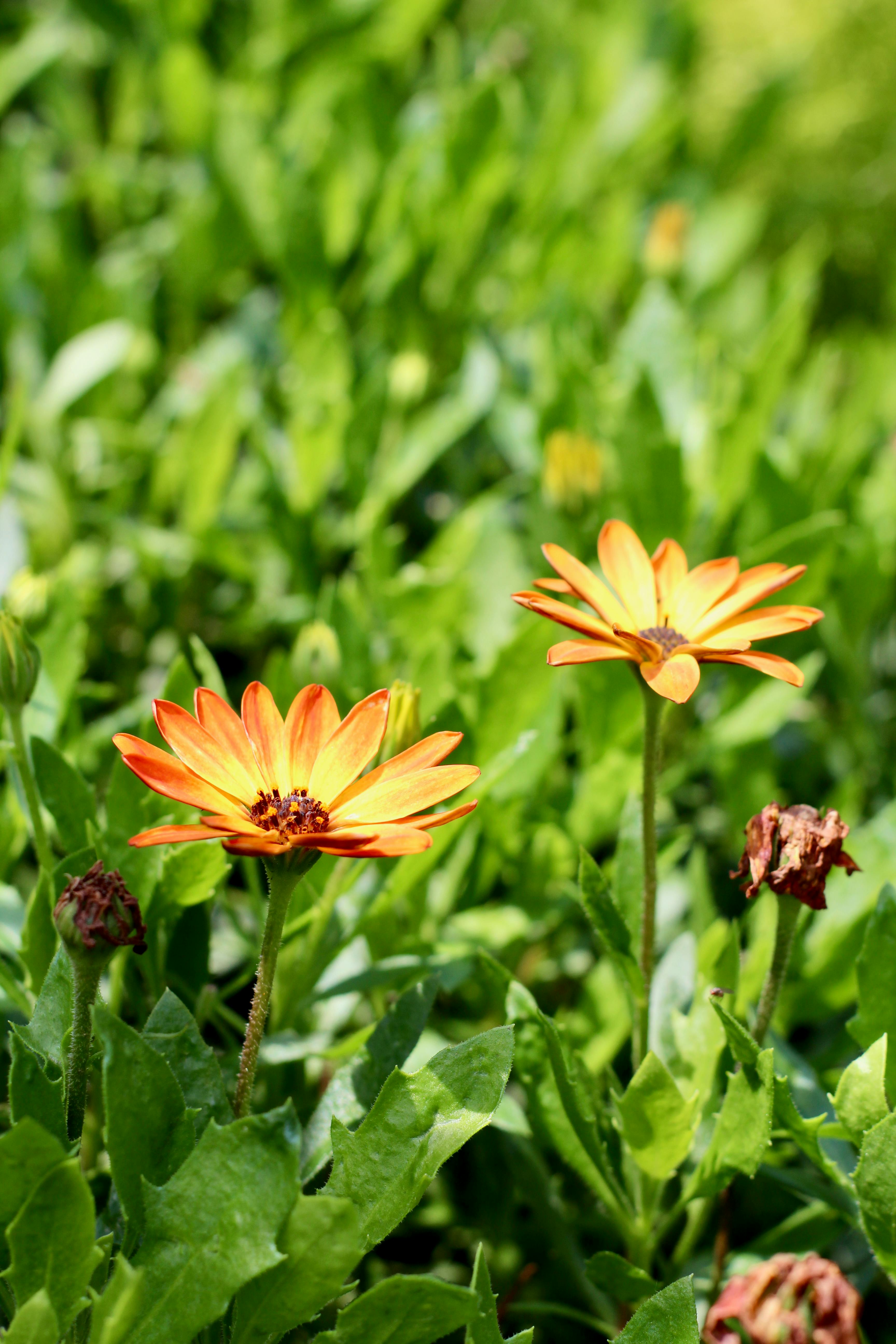 [ColoSach]-close-up-of-vibrant-orange-flowers-blooming-in-a-sunny-garden-setting.