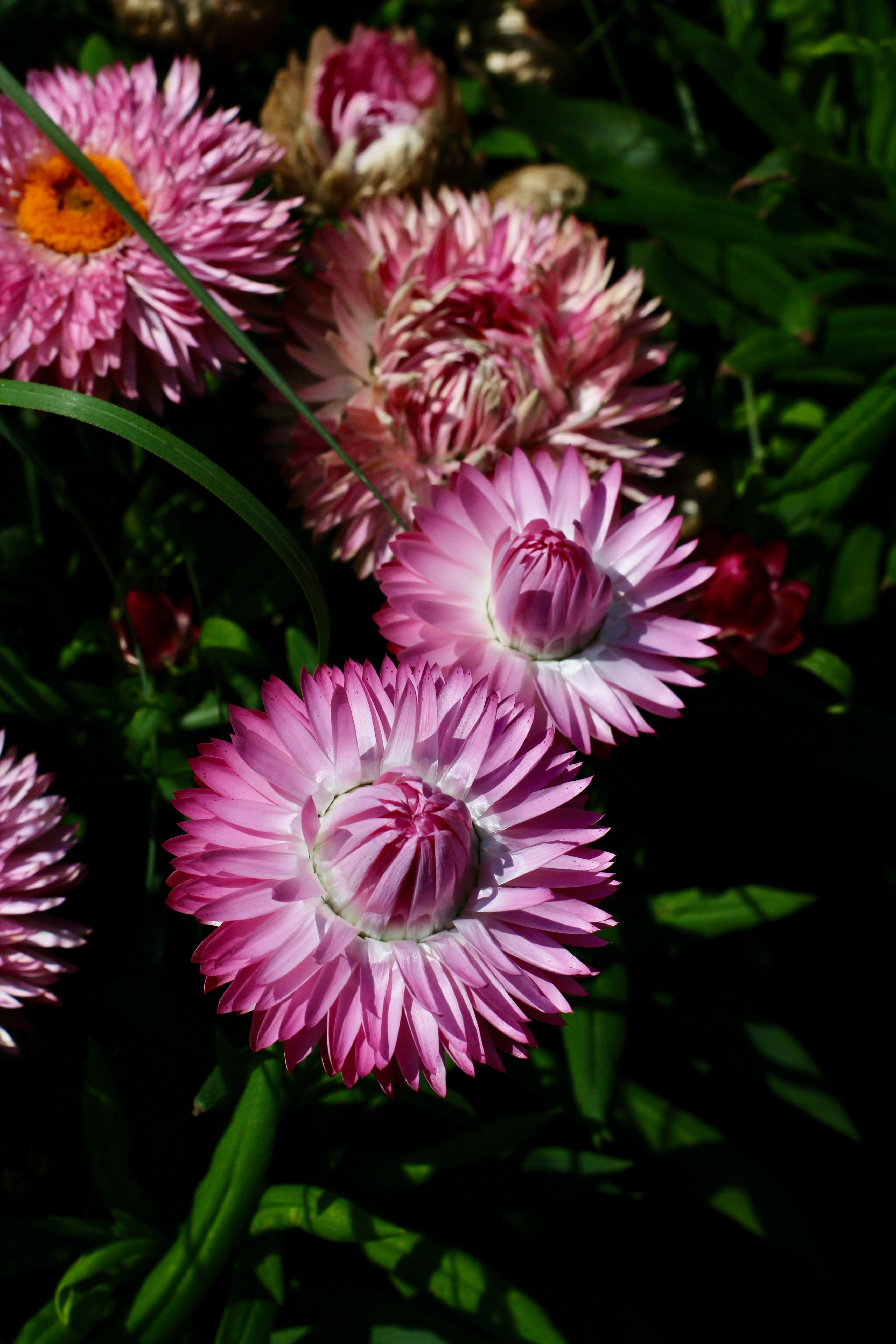 [ColoSach]-bright-pink-strawflowers-blooming-in-a-lush-outdoor-setting-during-the-summer-season.