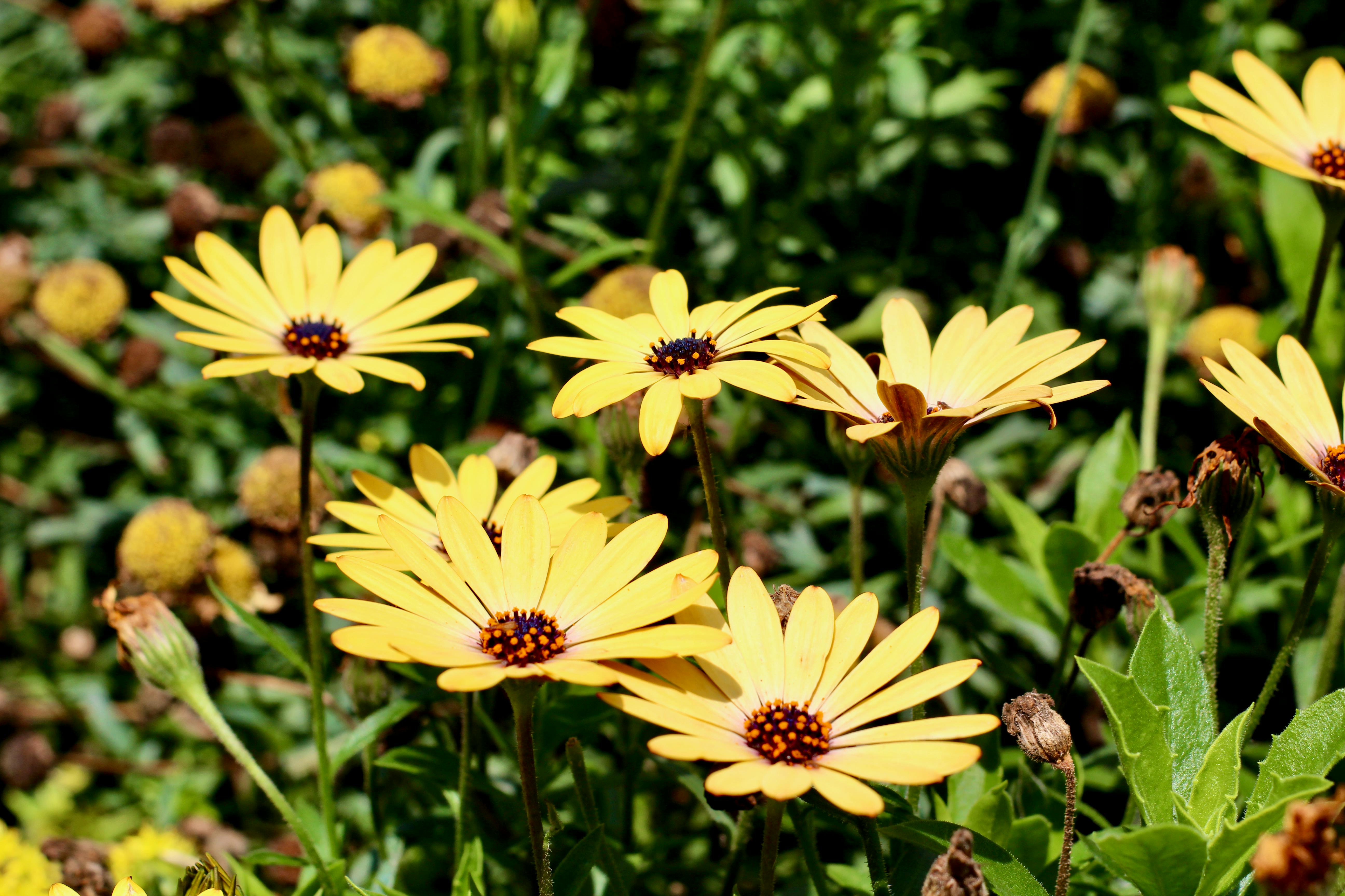 [ColoSach]-vibrant-yellow-daisies-bloom-in-a-sunny-garden,-showcasing-natural-beauty-and-freshness.
